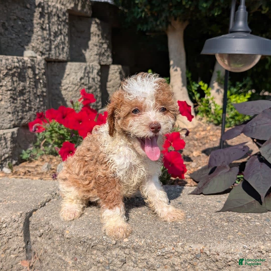 Cavapoo dogs for sale: Kya - Image 9