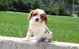 Cavalier King Charles Spaniel dogs for sale: Bella - Image 3