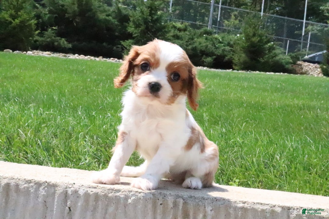 Cavalier King Charles Spaniel dogs for sale: Bella - Image 3