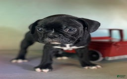 Frenchton dogs for sale: Coal Dna Clear - Image 7