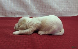 Cockapoo dogs for sale: Astrid - Image 10