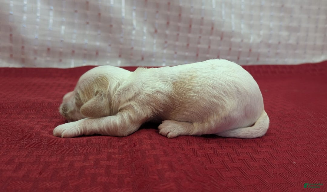 Cockapoo dogs for sale: Astrid - Image 10