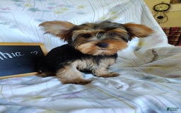 Yorkshire Terrier dogs for sale: Dahlia - Image 9
