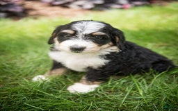 Bernedoodle dogs for sale: Rebel - Image 9