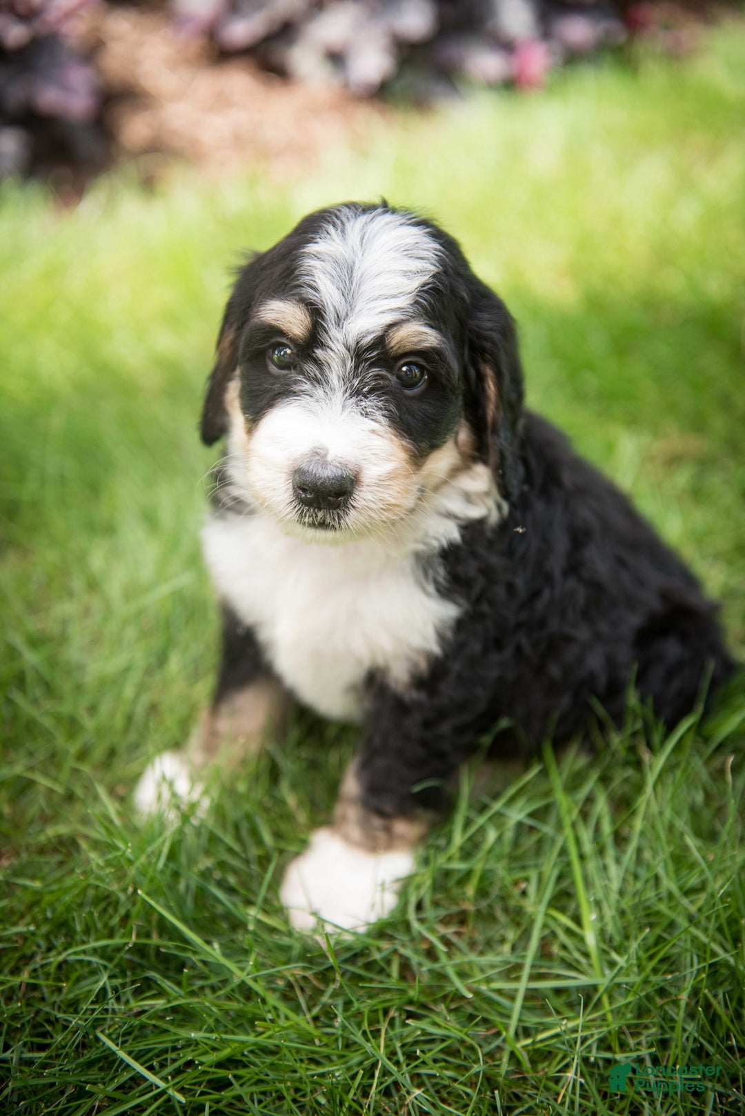 Bernedoodle dogs for sale: Rebel - Image 9