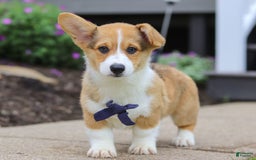 Welsh Corgi Pembroke dogs for sale: Diamond - Image 7
