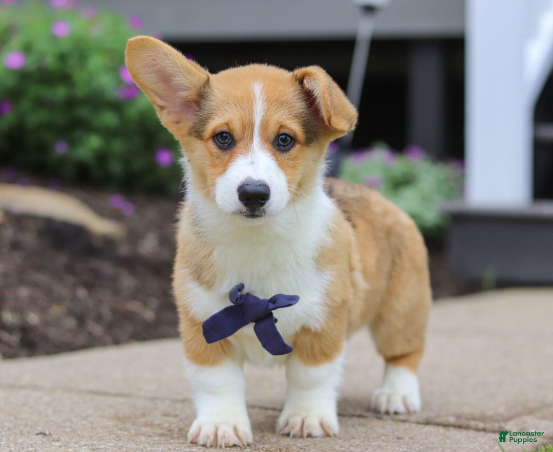 Welsh Corgi Pembroke dogs for sale: Diamond - Image 7