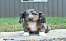 Dachshund dogs for sale: Ethan - Image 2