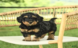 Mini Bernedoodle dogs for sale: Hailey - Image 3