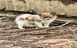Pomeranian dogs for sale: Bluey - Image 1