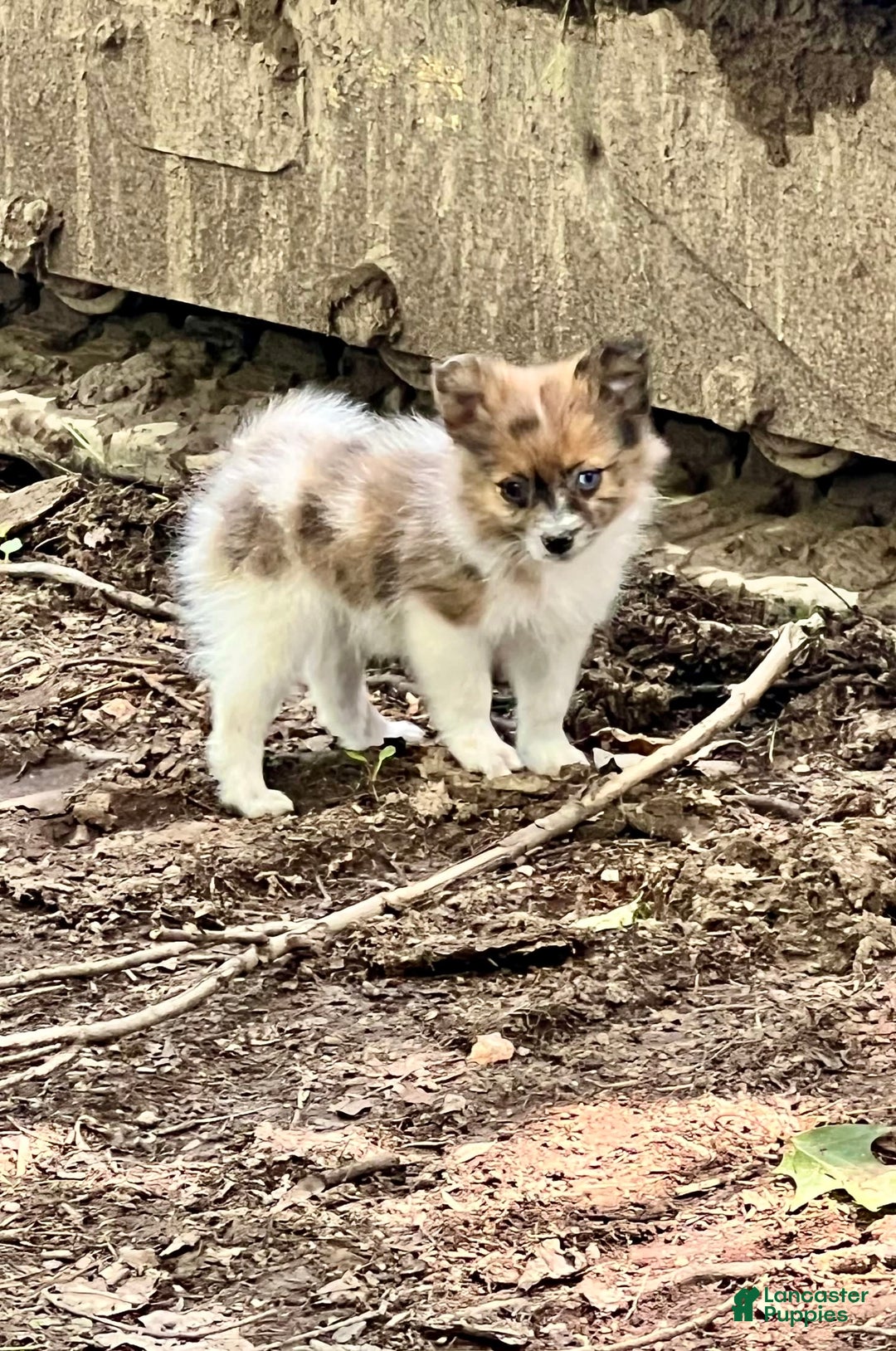 Pomeranian dogs for sale: Bluey - Image 1