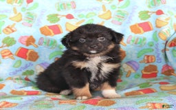  dogs for sale: Olivia - Image 1