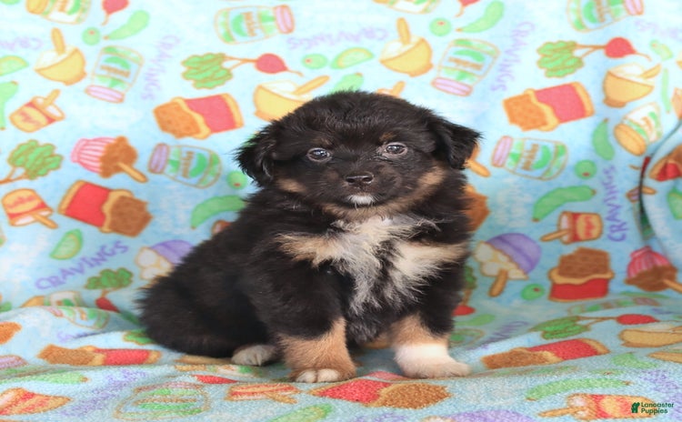  dogs for sale - Ad 2