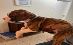 Boxer dogs for sale: Boxer Puppy 1 - Image 2