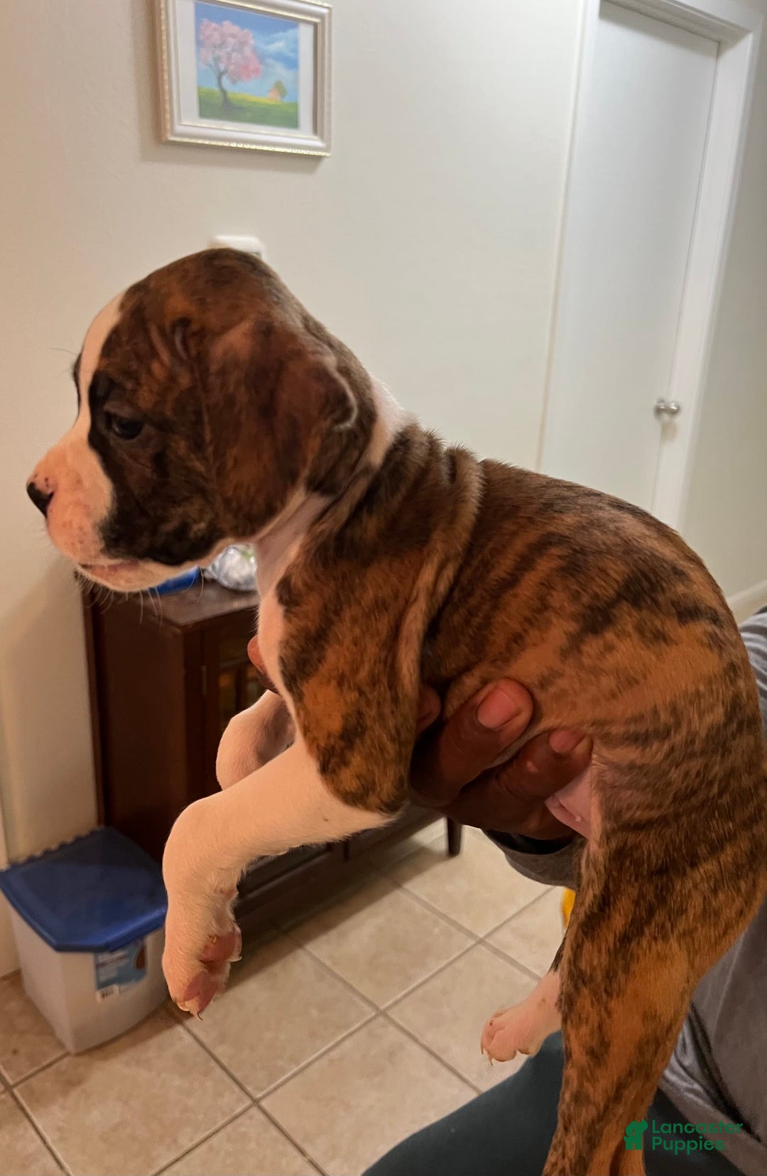 Boxer dogs for sale: Boxer Puppy 1 - Image 2