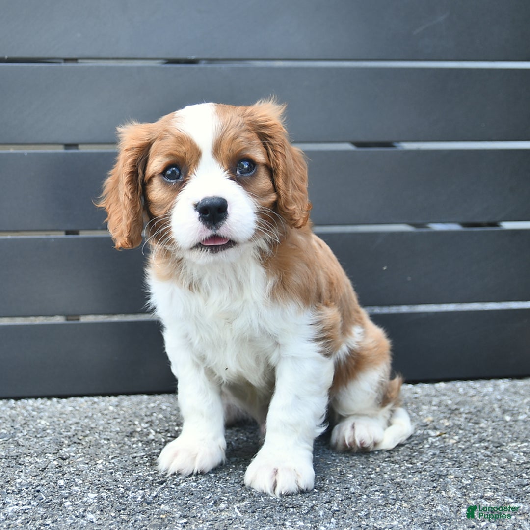 Cavalier King Charles Spaniel dogs for sale: Tyler - Image 2