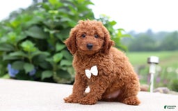 Goldendoodle dogs for sale: Herbie - Image 2
