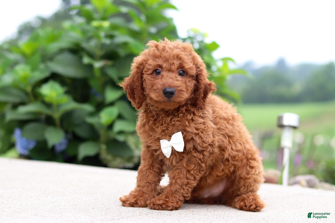 Goldendoodle dogs for sale: Herbie - Image 2