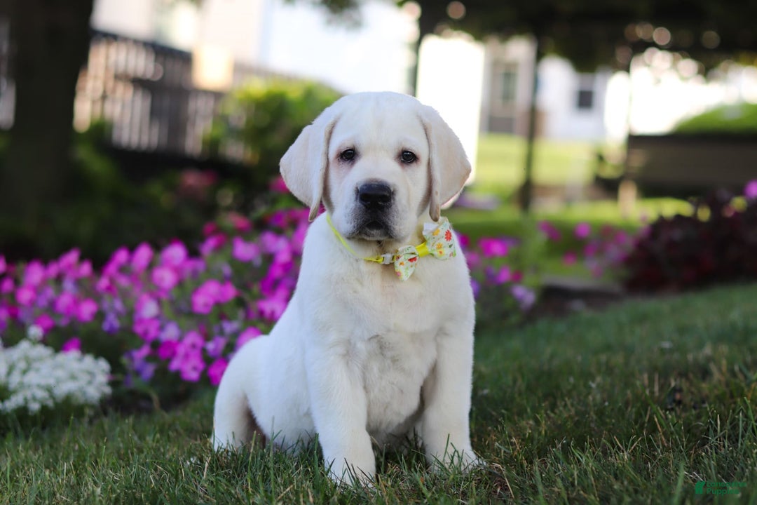 Labrador Retriever dogs for sale: Stormy - Image 2