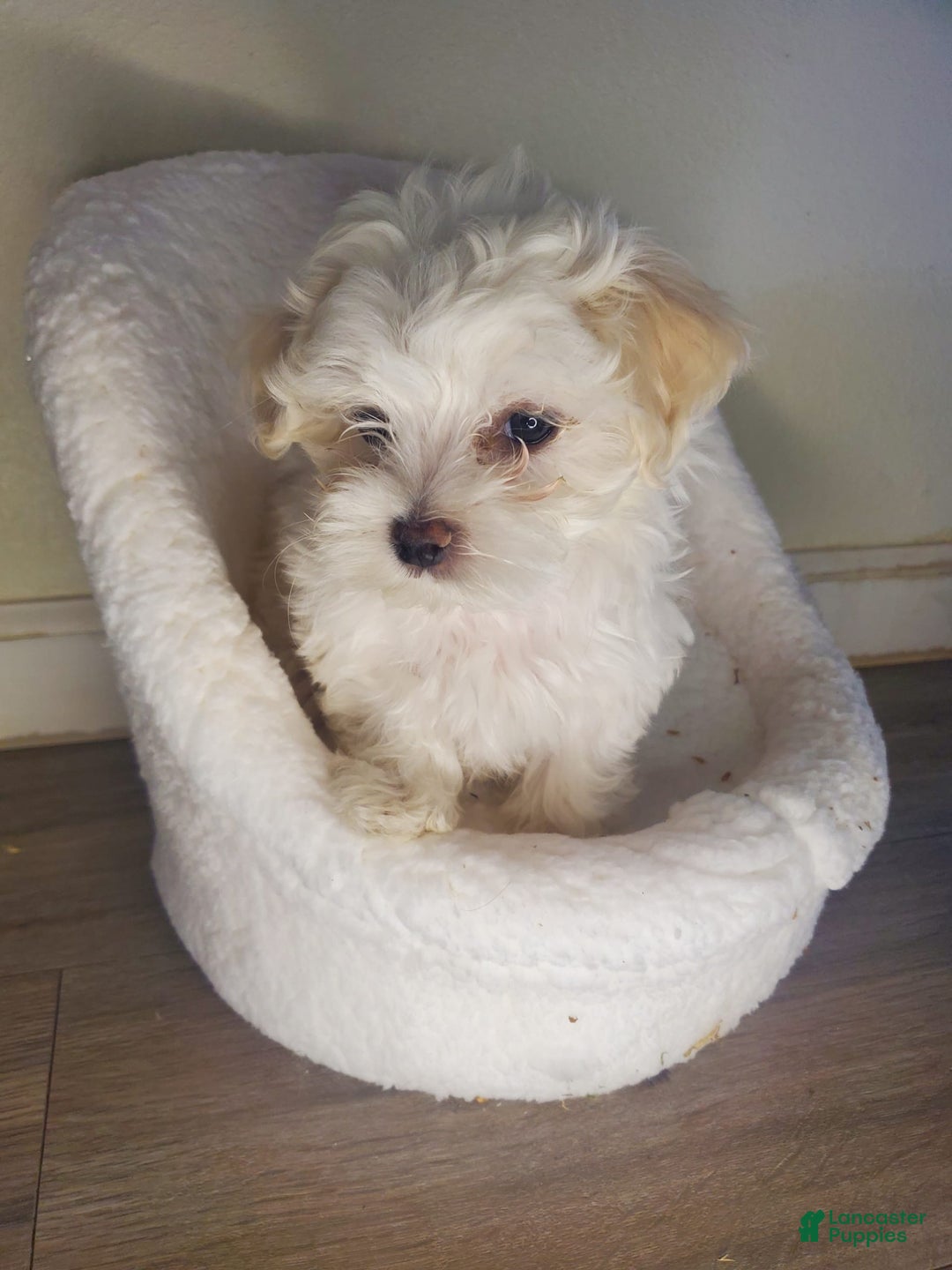 Maltese dogs for sale: Pepe - Image 5