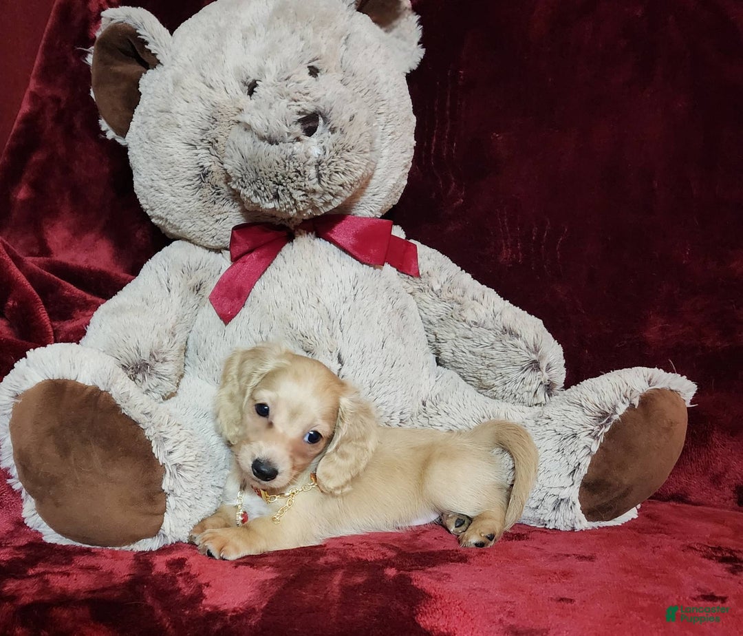 Miniature Dachshund dogs for sale: Nugget - Image 11