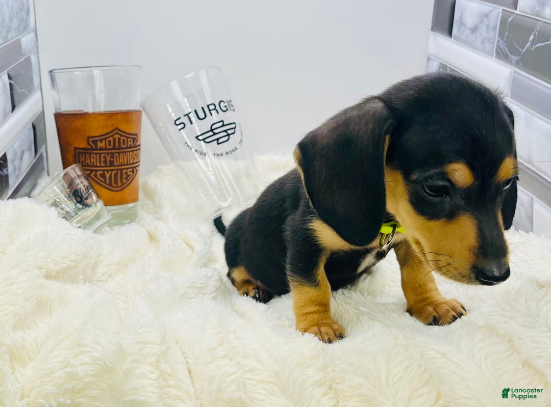 Miniature Dachshund dogs for sale: James - Image 5