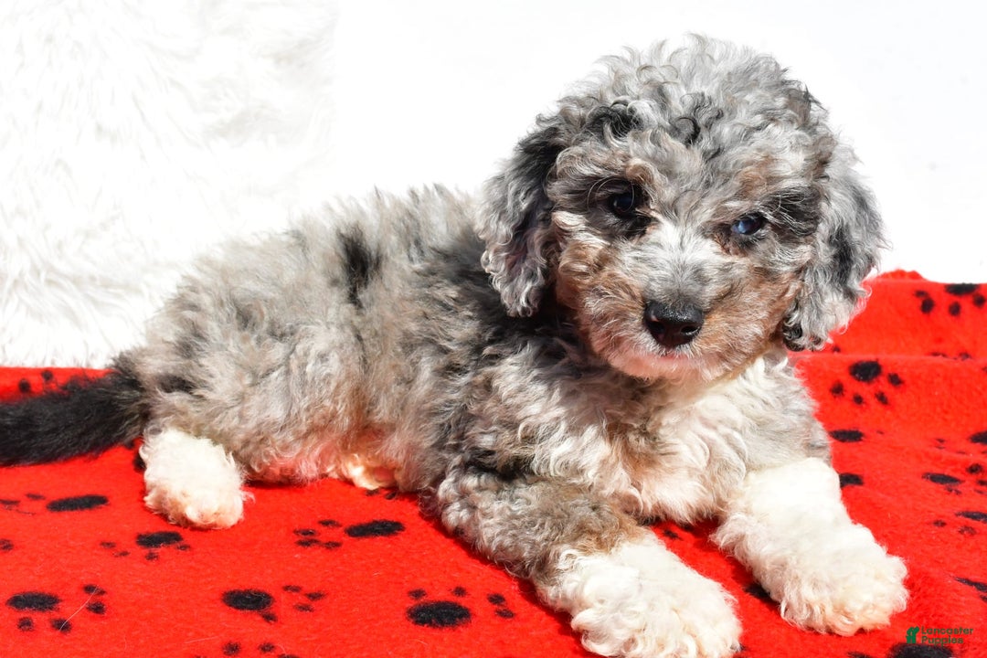 Mini Aussiedoodle dogs for sale: Emily - Image 6