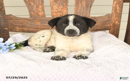 Australian Cattle Dog dogs for sale: Marlin - Image 3