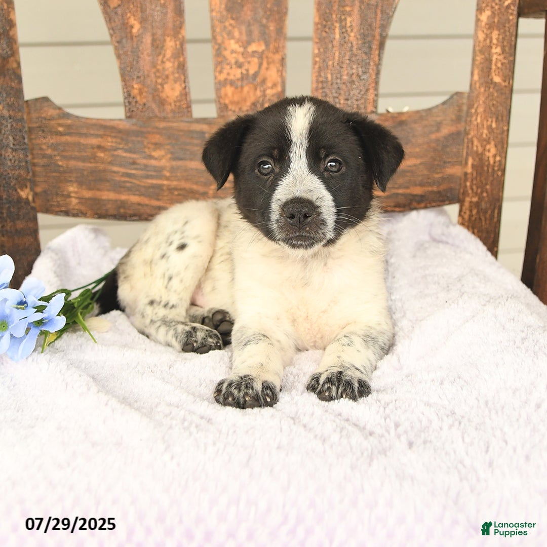 Australian Cattle Dog dogs for sale: Marlin - Image 3