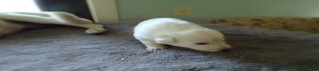 Duchess