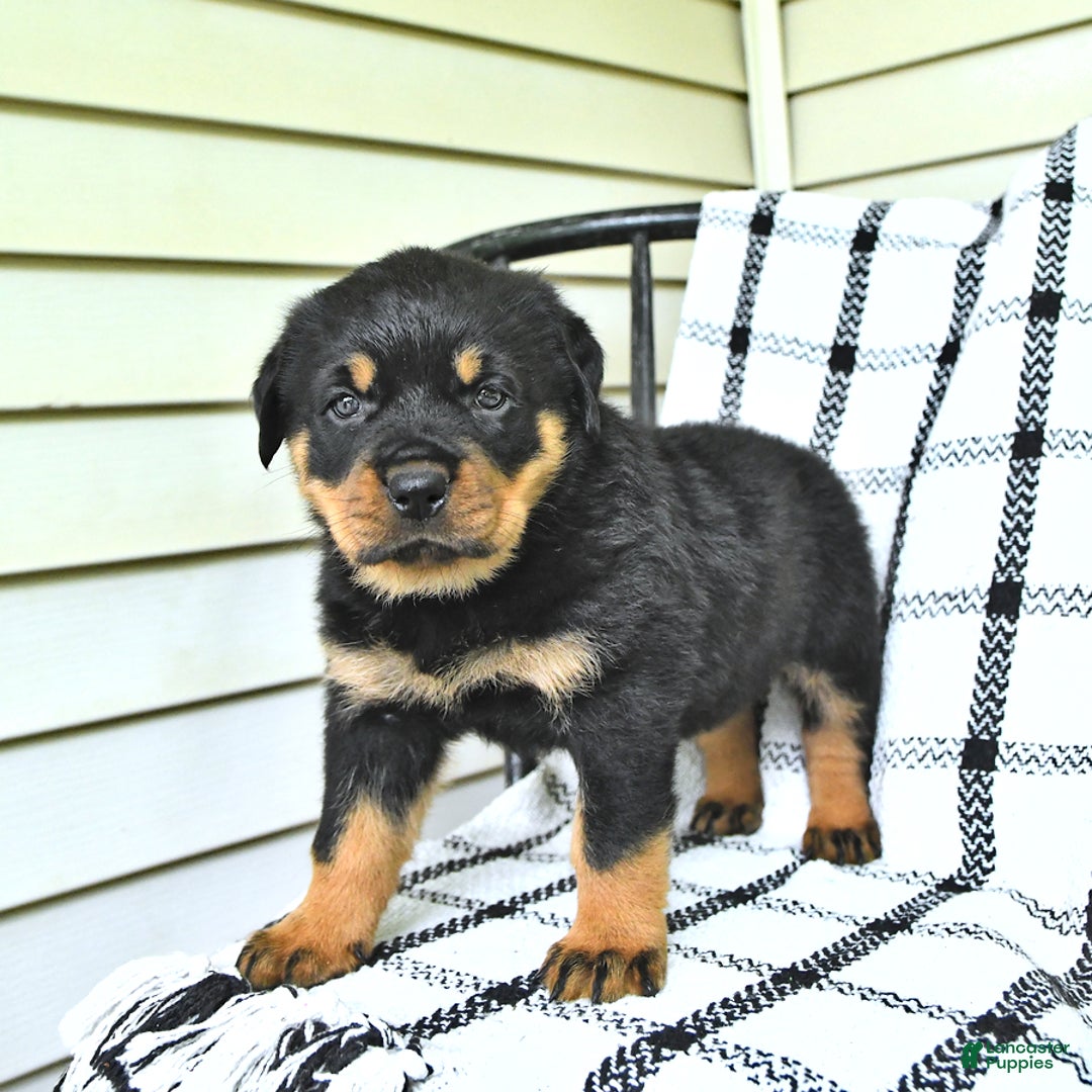 Rottweiler dogs for sale: Sparkle - Image 5