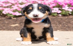 Greater Swiss Mountain Dog dogs for sale: Hans - Image 1
