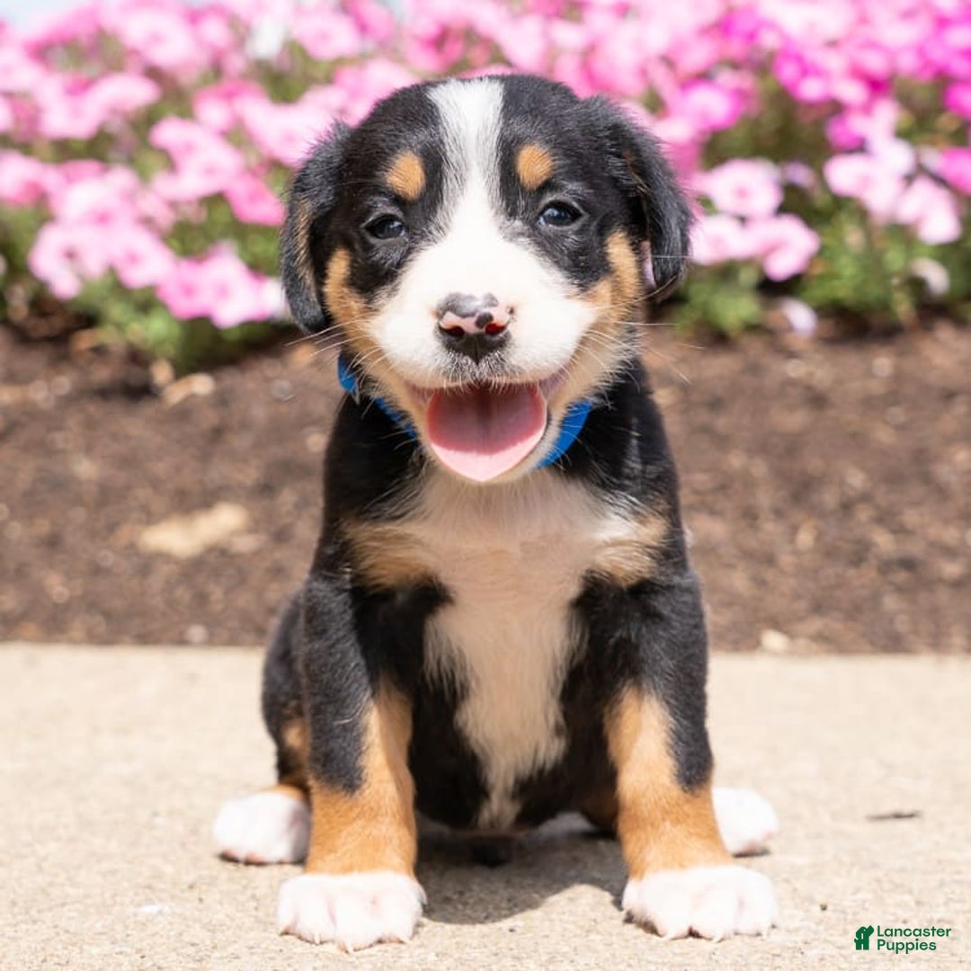 Greater Swiss Mountain Dog dogs for sale: Hans - Image 1