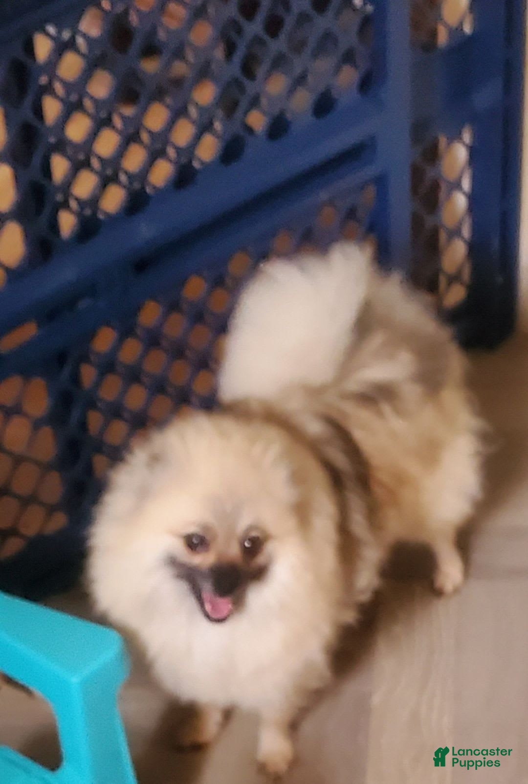 Pomeranian dogs for sale: Sable Merle - Image 3
