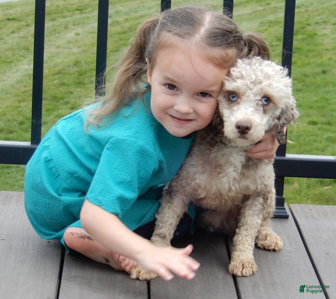 Cavapoo dogs for sale: Patches - Image 9