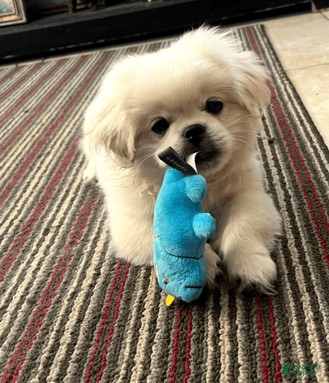 Pekingese dogs for sale: Aspen - Image 8