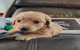 Mini Goldendoodle dogs for sale: Beanie Baby - Image 12
