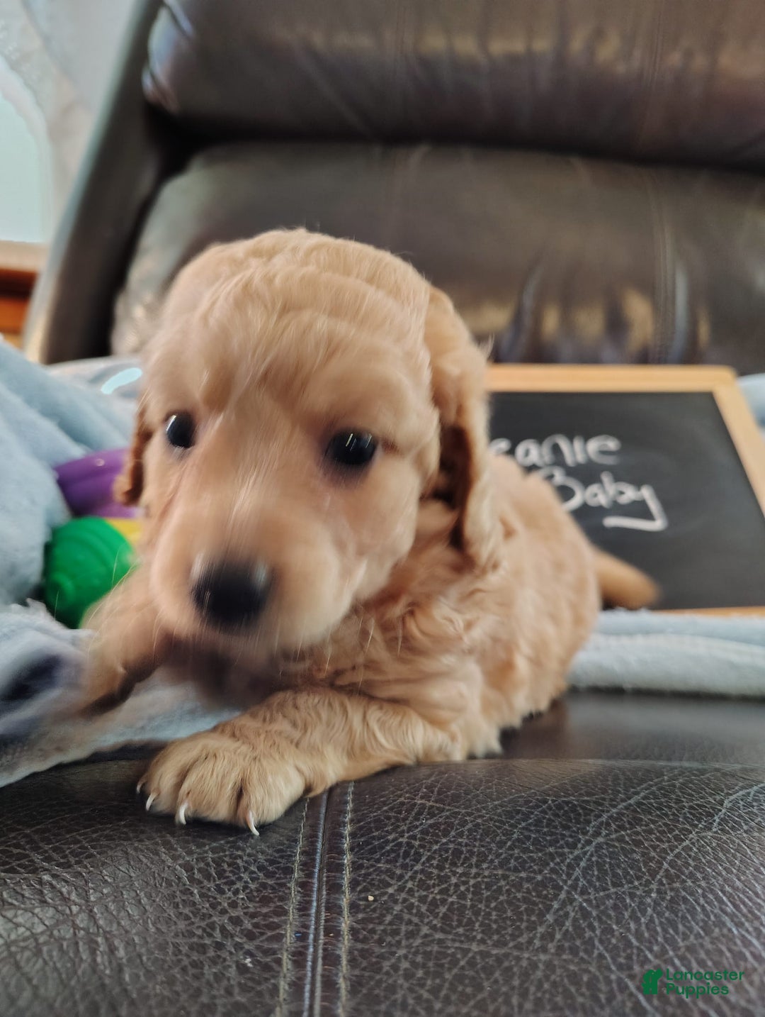 Mini Goldendoodle dogs for sale: Beanie Baby - Image 12