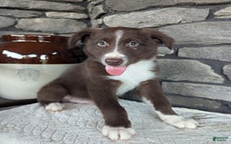 Australian Shepherd dogs for sale: Fido - Image 4