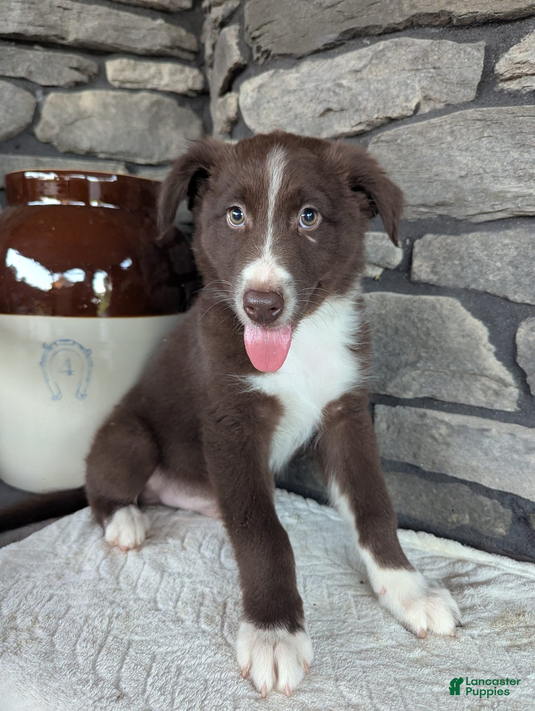 Australian Shepherd dogs for sale: Fido - Image 4