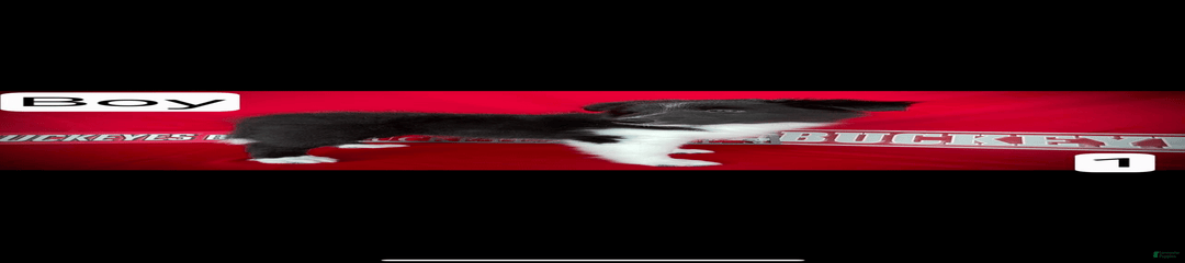 Bi-black 1