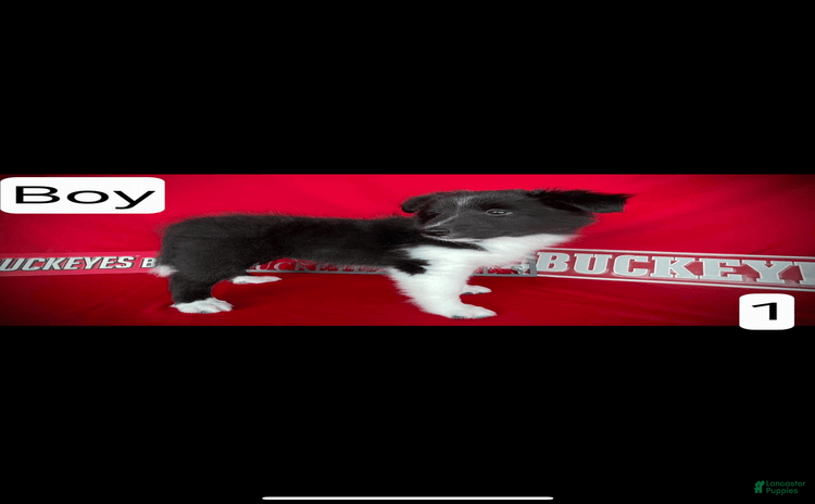 Shetland Sheepdog dogs for sale - Ad 2