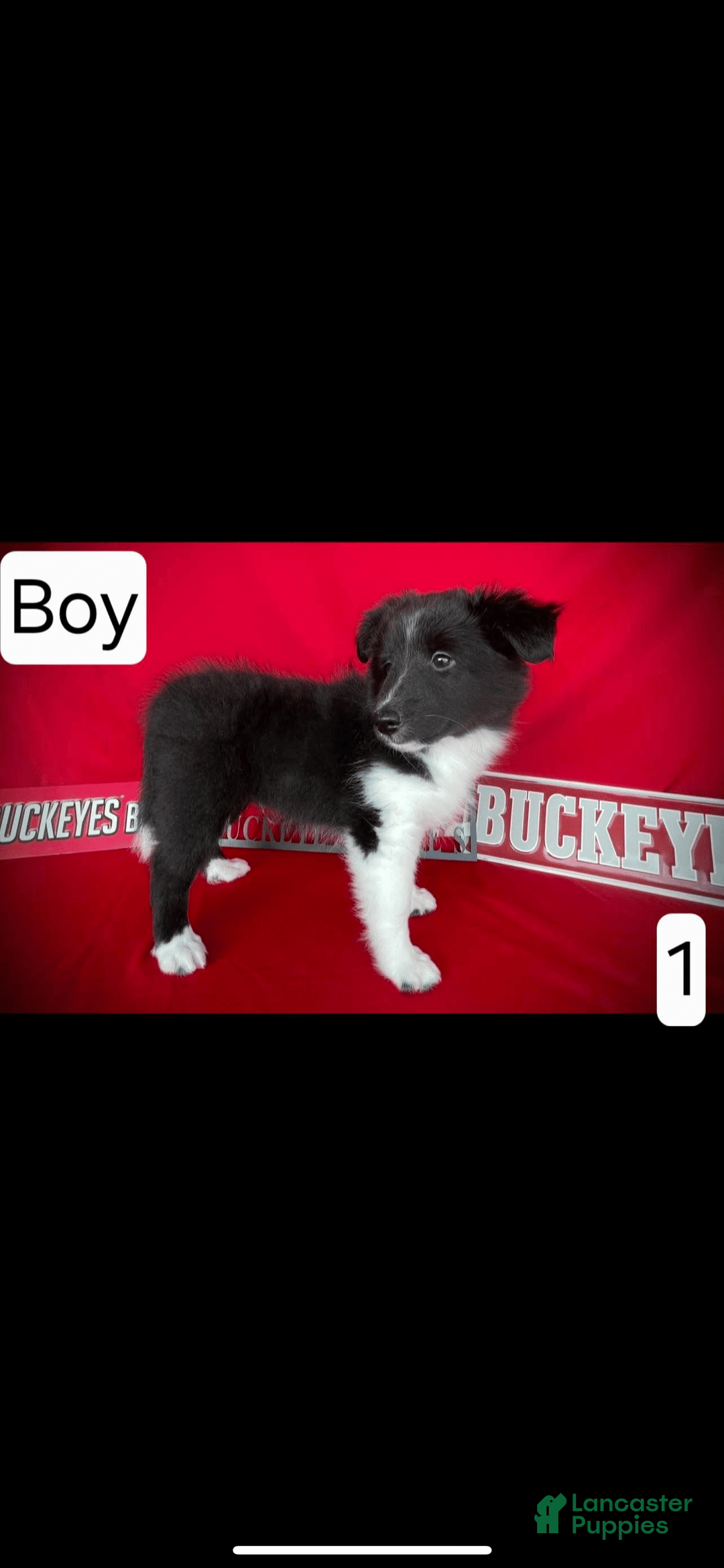 Shetland Sheepdog dogs for sale: Bi-black 1 - Image 1