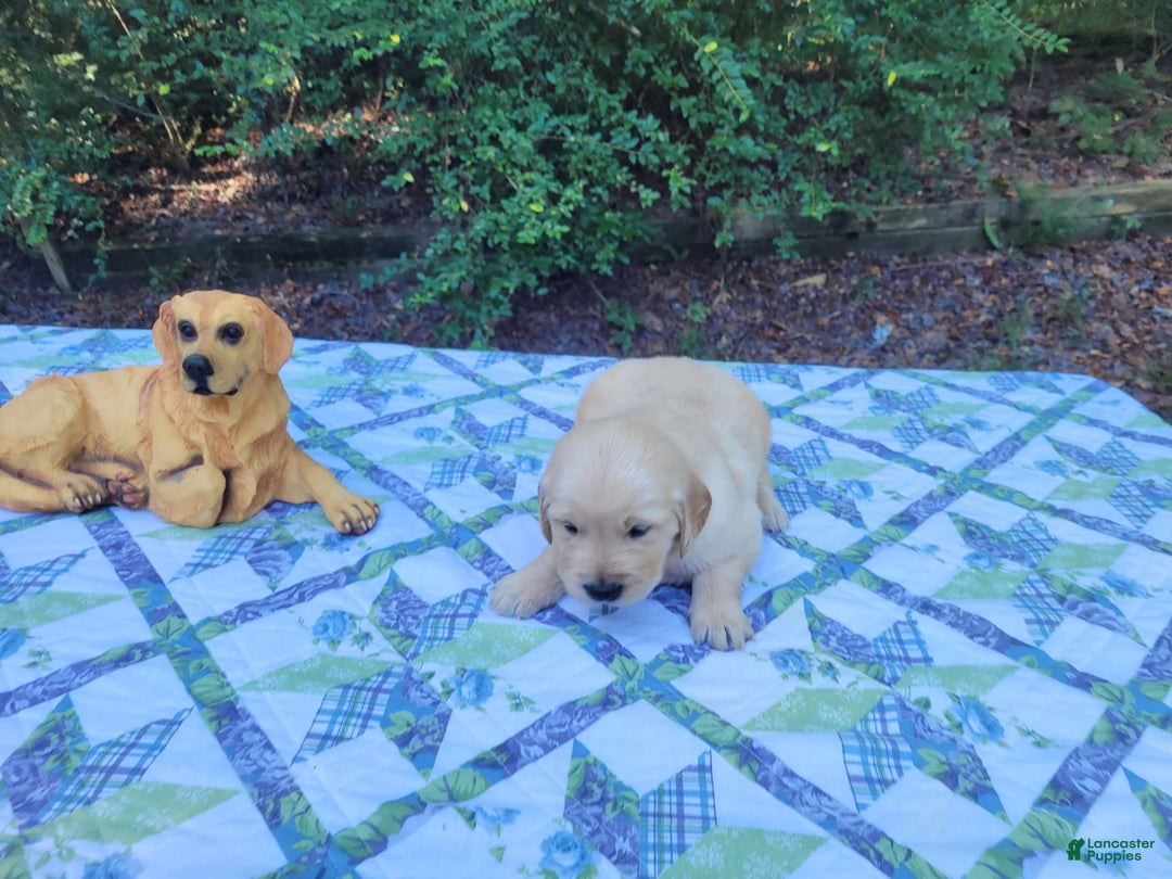 Golden Retriever dogs for sale: JOEY - Image 7