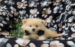 Pomeranian dogs for sale: Pomeranian 5 puppies - Image 9