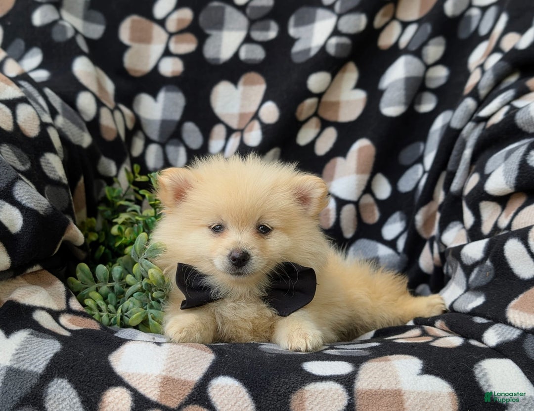 Pomeranian dogs for sale: Pomeranian 5 puppies - Image 9