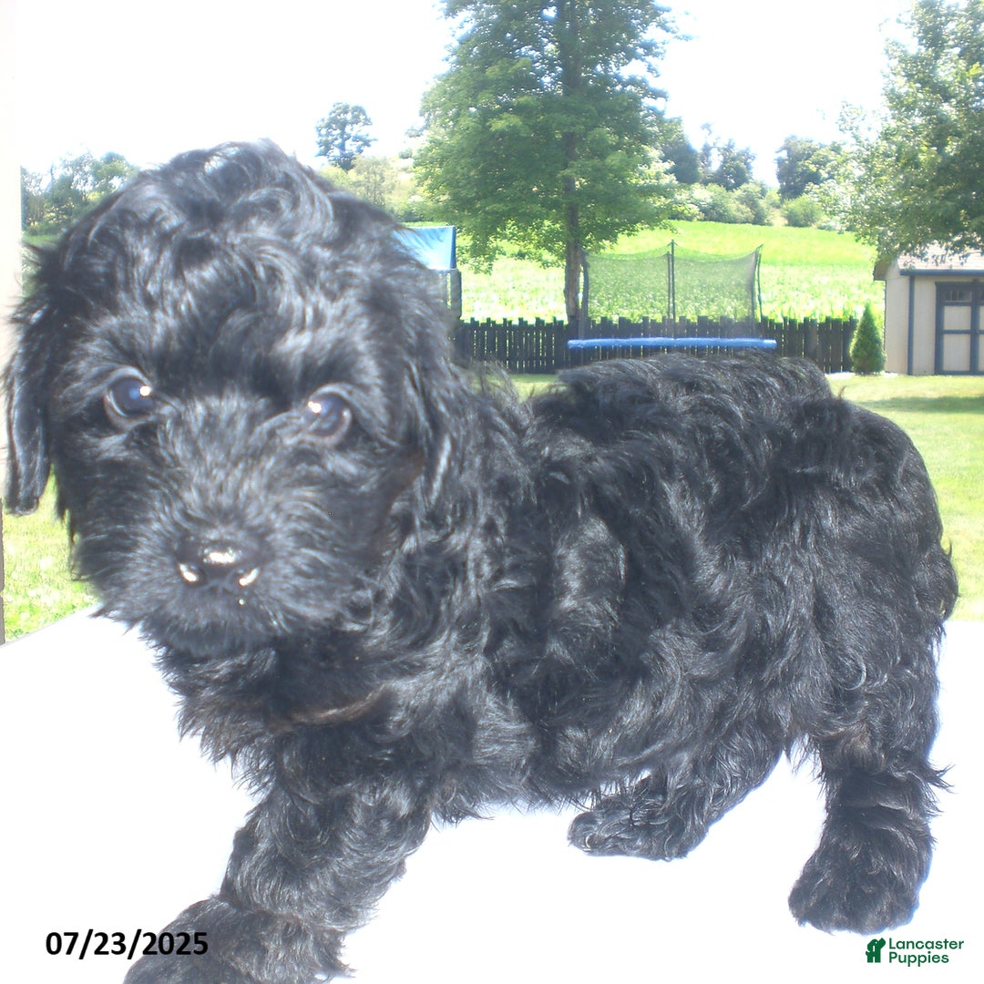 Yorkiepoo dogs for sale: Mack - Image 3