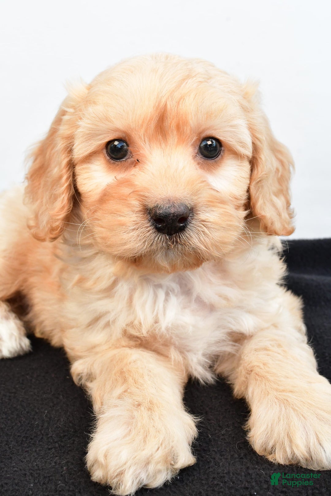 Cavapoo dogs for sale: Rolo - Image 6