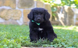 Newfoundland dogs for sale: Leo - Image 3