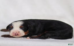 Mini Bernedoodle dogs for sale: Marley - Image 1